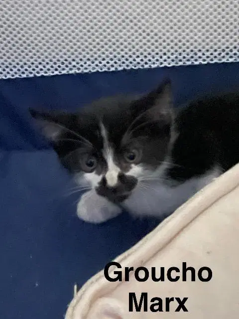 Groucho Marx image 1