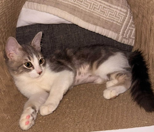 Rosie, a cat for adoption from Siamese Oriental Snowshoe Cat Rescue and Rehoming