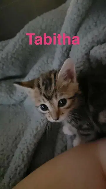 Tabitha image 2