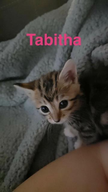 Photo 2 of Tabitha