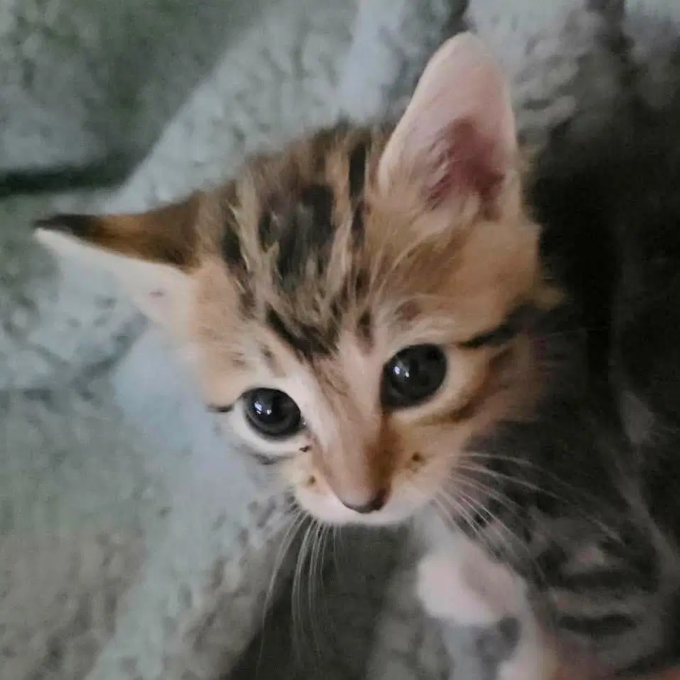 Tabitha image 3
