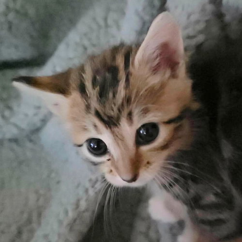 Photo 3 of Tabitha