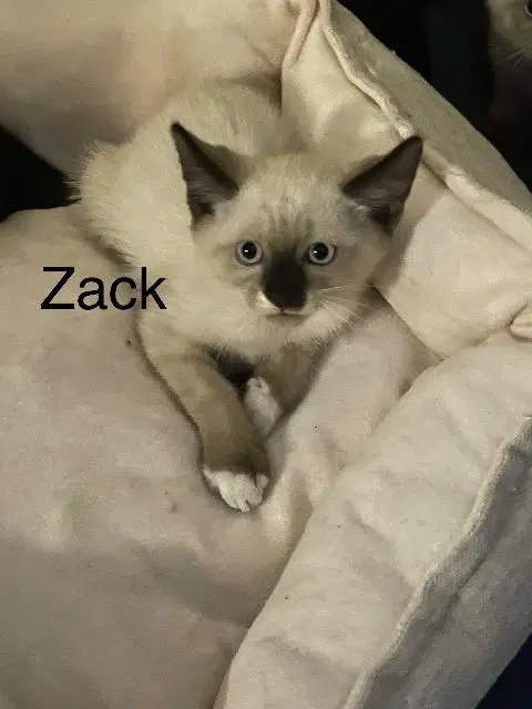 Zack image 2