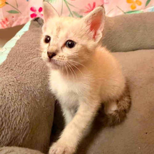 Annie, a cat for adoption from Siamese Oriental Snowshoe Cat Rescue and Rehoming