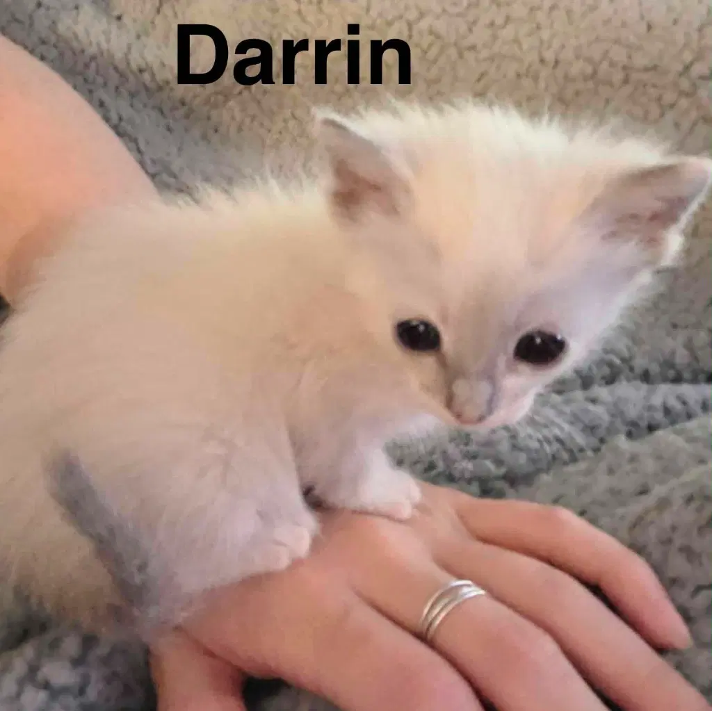 Darrin image 2