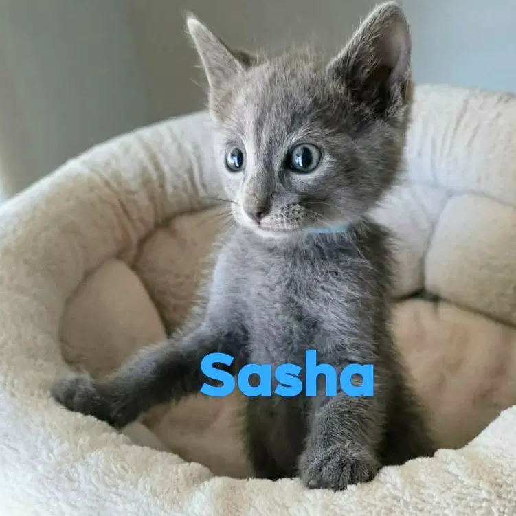 Sasha Grey - Russian Blue