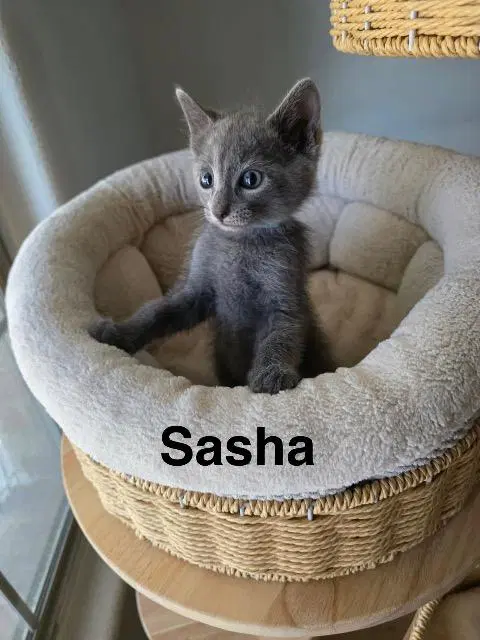 Sasha Grey image 2