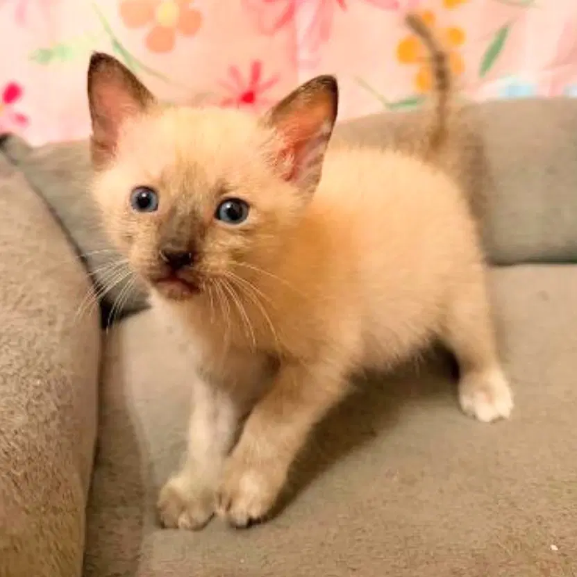 Hallie - Siamese
