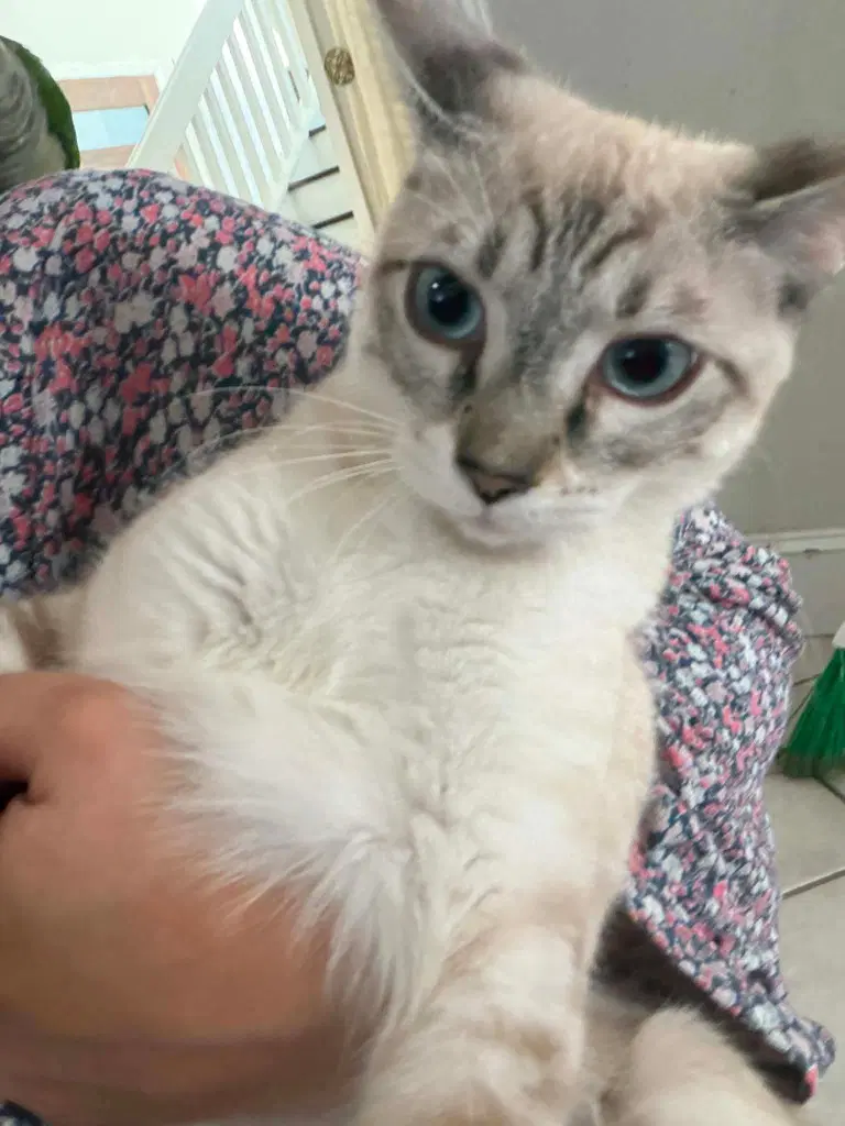 Lily Linx - Siamese