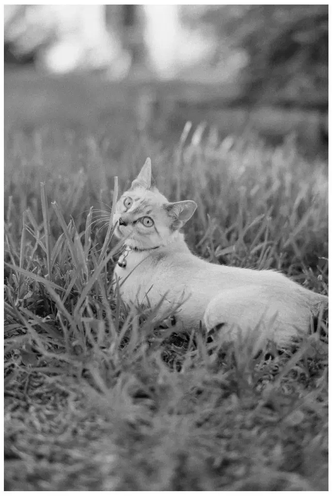 Lily Linx image 2