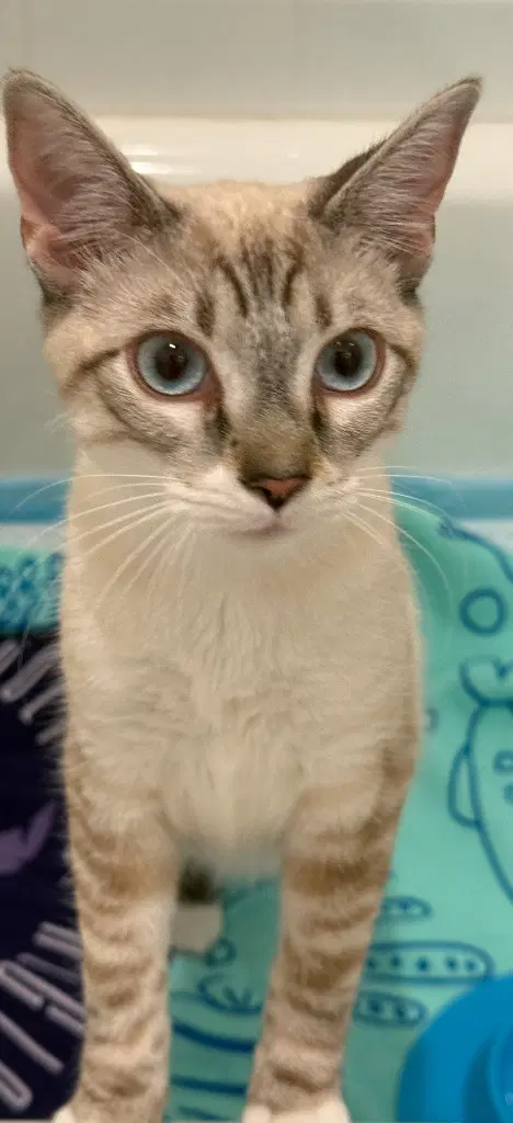 Lily Linx - Siamese
