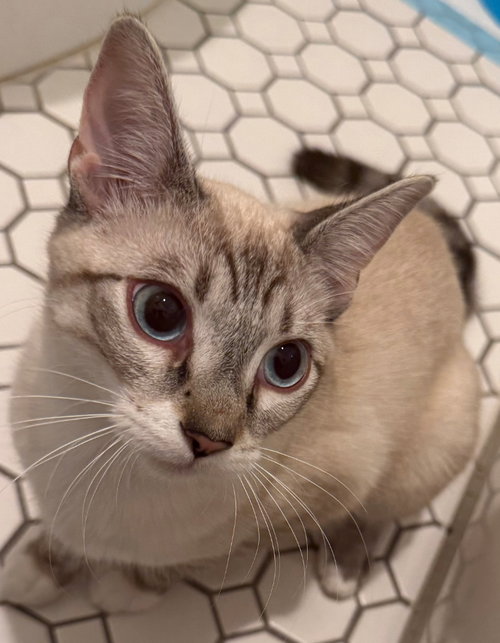 Photo 4 of Lily Lynx