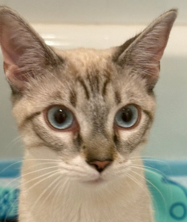 Lily Lynx