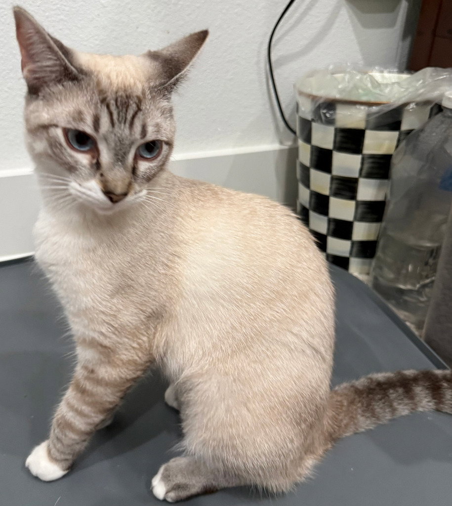 Lily Lynx, photo 2