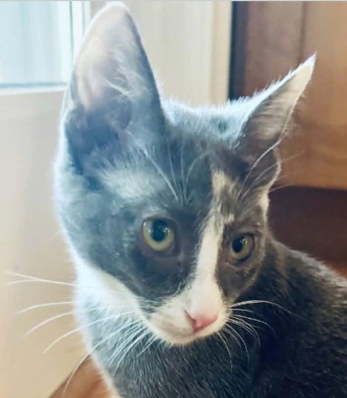 Anna, a cat for adoption from Siamese Oriental Snowshoe Cat Rescue and Rehoming