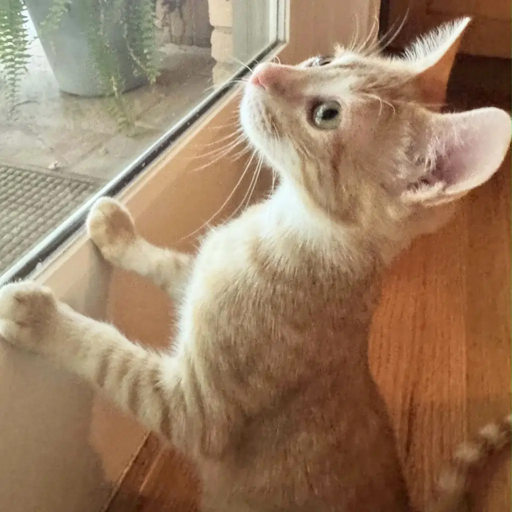 Tommy - Siamese
