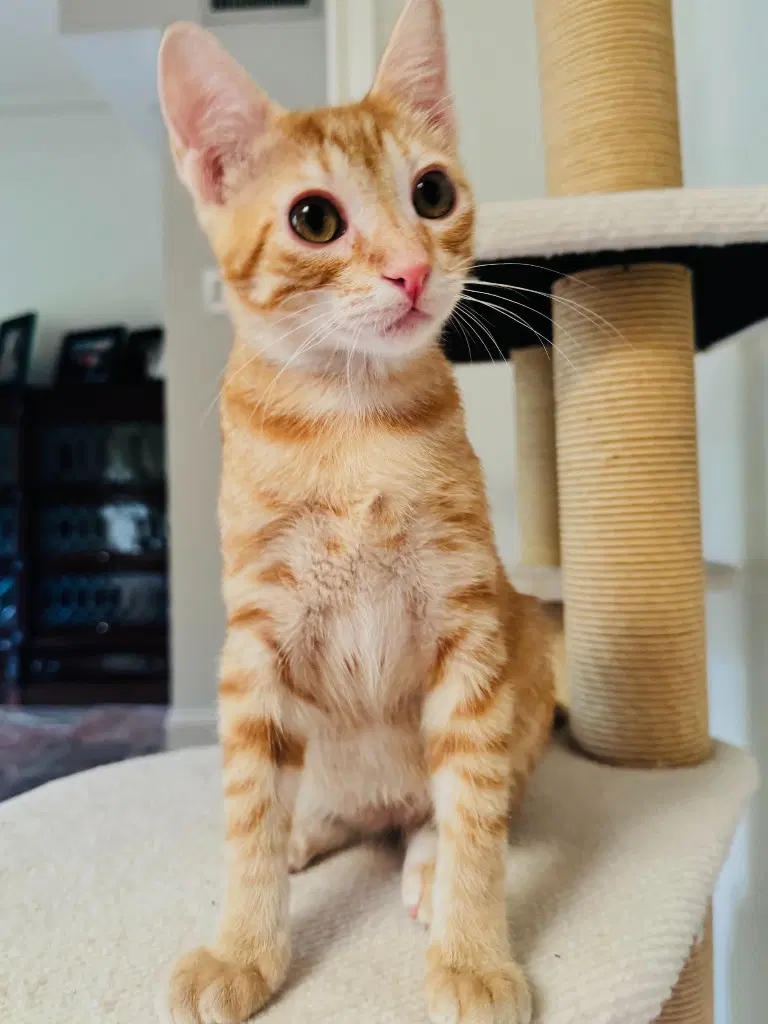 Tommy - Domestic Short Hair