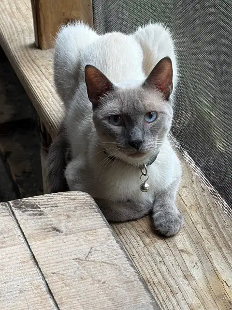 Bahbi - Siamese