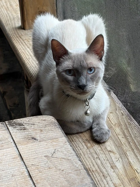 Bahbi