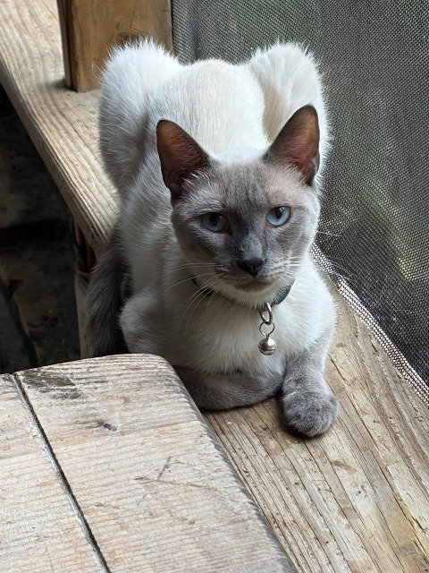 Bahbi, a cat for adoption from Siamese Oriental Snowshoe Cat Rescue and Rehoming