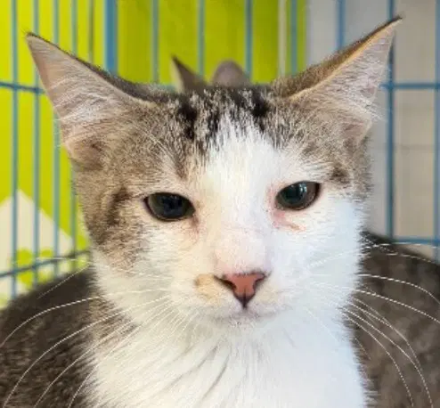 Brianna - Domestic Short Hair