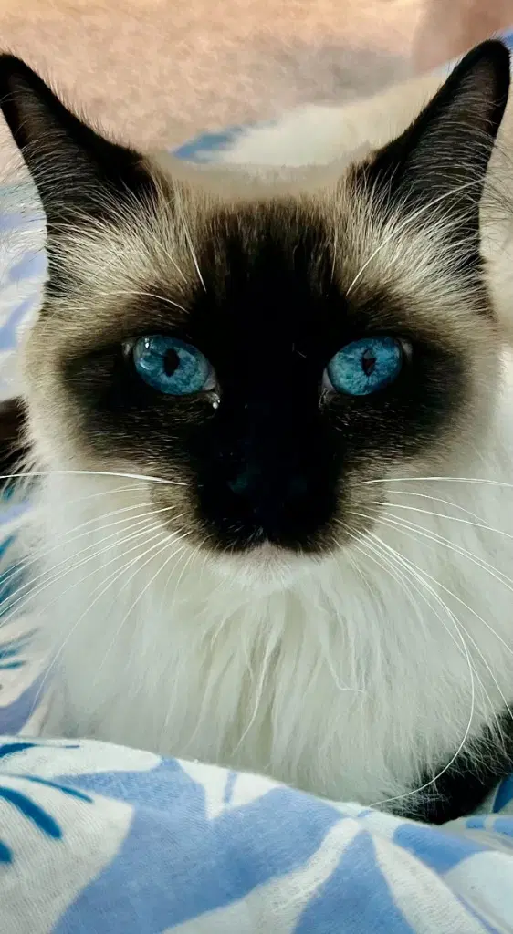 Mocha - Ragdoll
