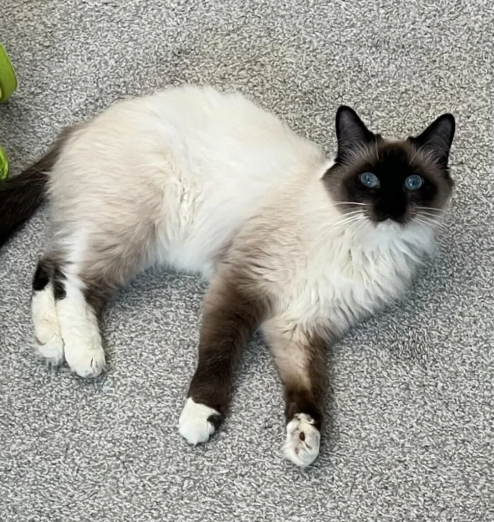 Mocha image 2