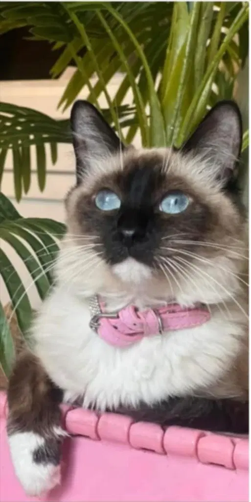 Mocha image 3