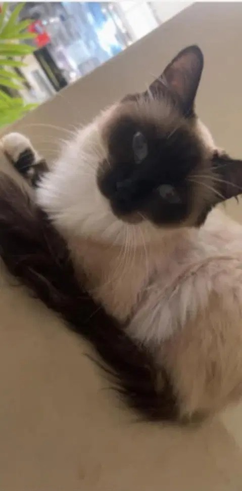 Mocha image 4