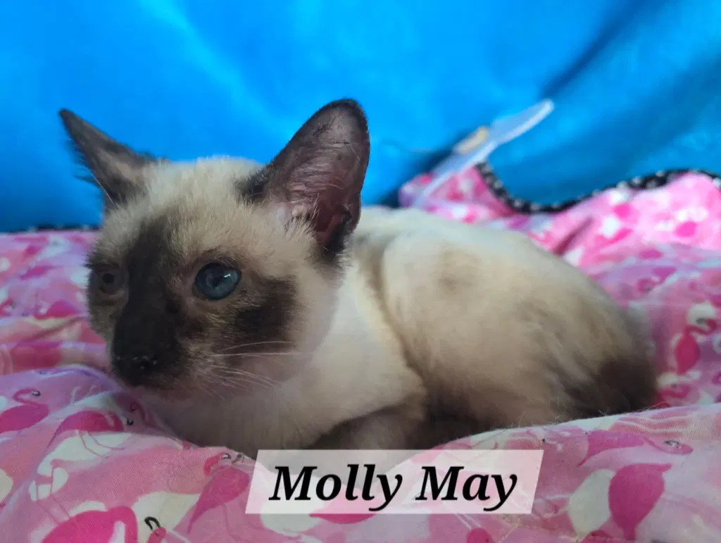 Molly May - Siamese
