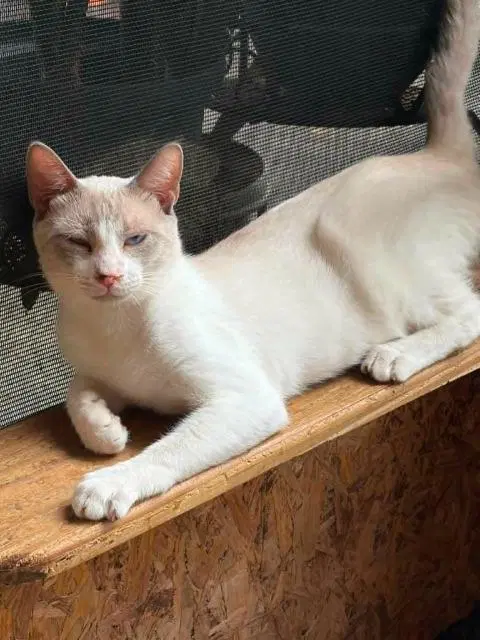 Stevie - Siamese