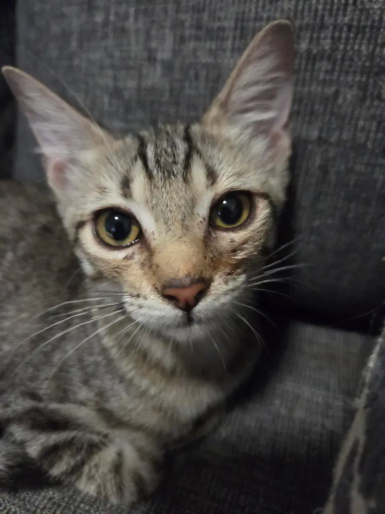 Dolly Purrton - Domestic Short Hair
