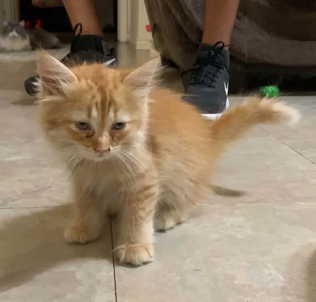 Kitten - Maine Coon