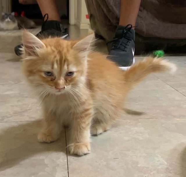 Kitten