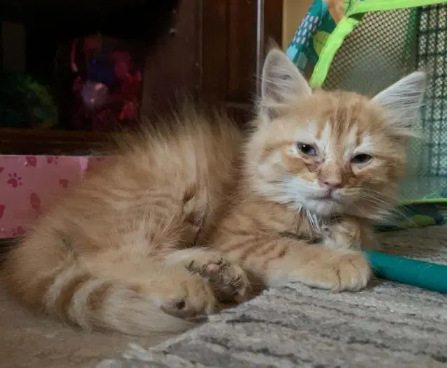 Kitten image 2