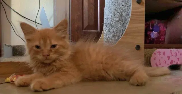 Kitten - Maine Coon