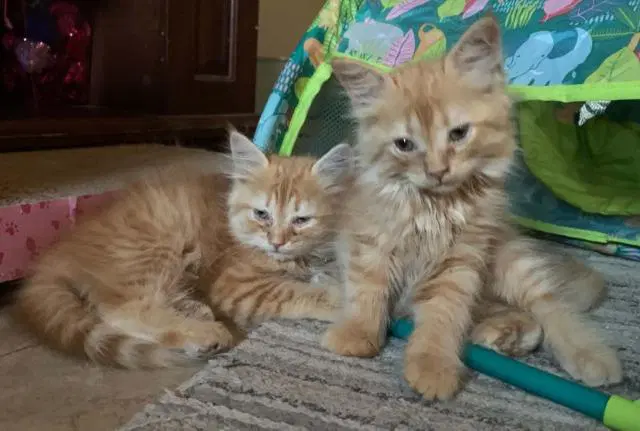 Kitten image 2