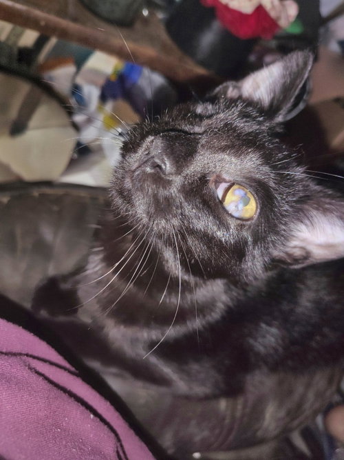 Midnight, a cat for adoption from Siamese Oriental Snowshoe Cat Rescue and Rehoming