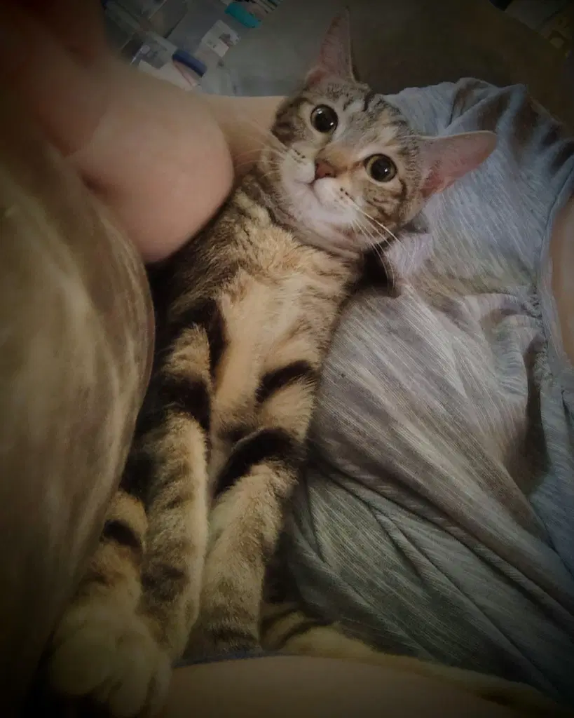 Miracle - Domestic Short Hair