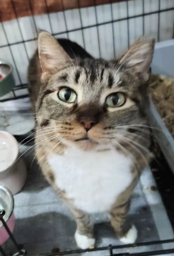 Nala - Oriental Short Hair
