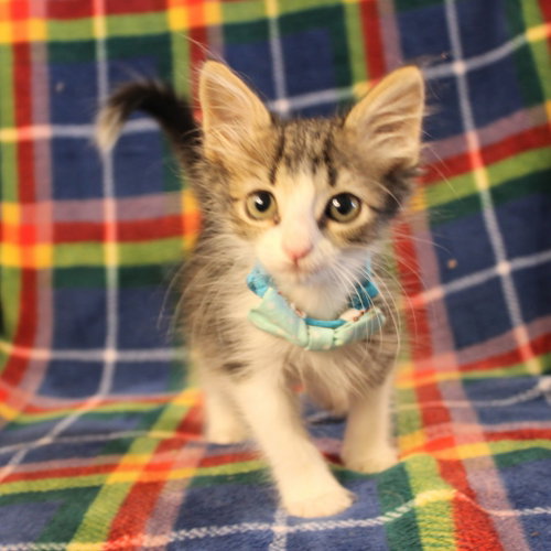 Bagel, a cat for adoption from Siamese Oriental Snowshoe Cat Rescue and Rehoming