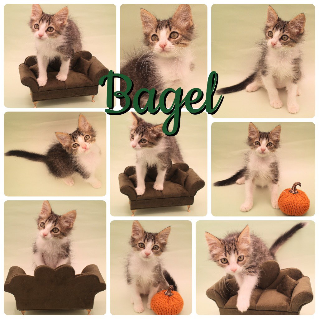 Bagel, photo 2