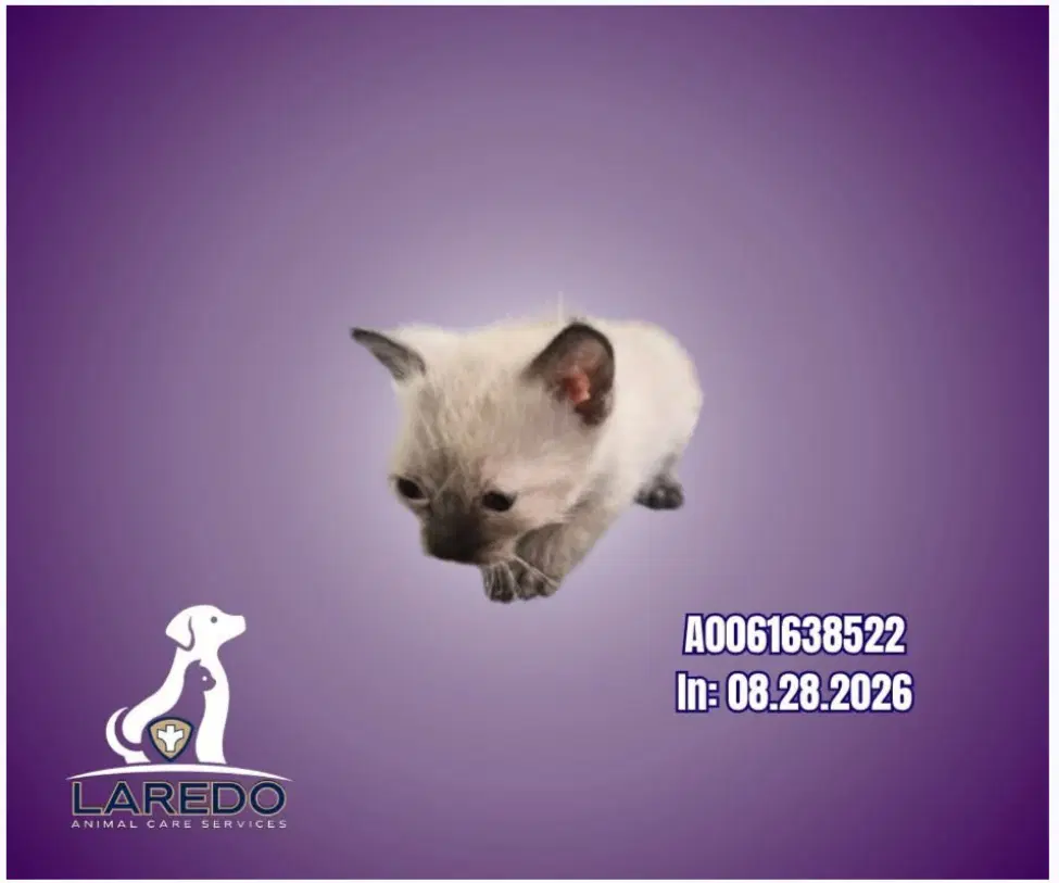 Athena - Siamese