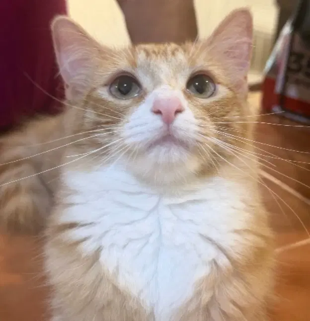Bonnie - Maine Coon