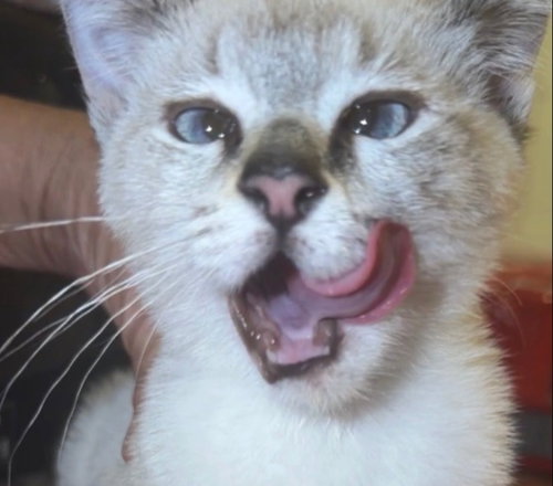 Tara, a cat for adoption from Siamese Oriental Snowshoe Cat Rescue and Rehoming