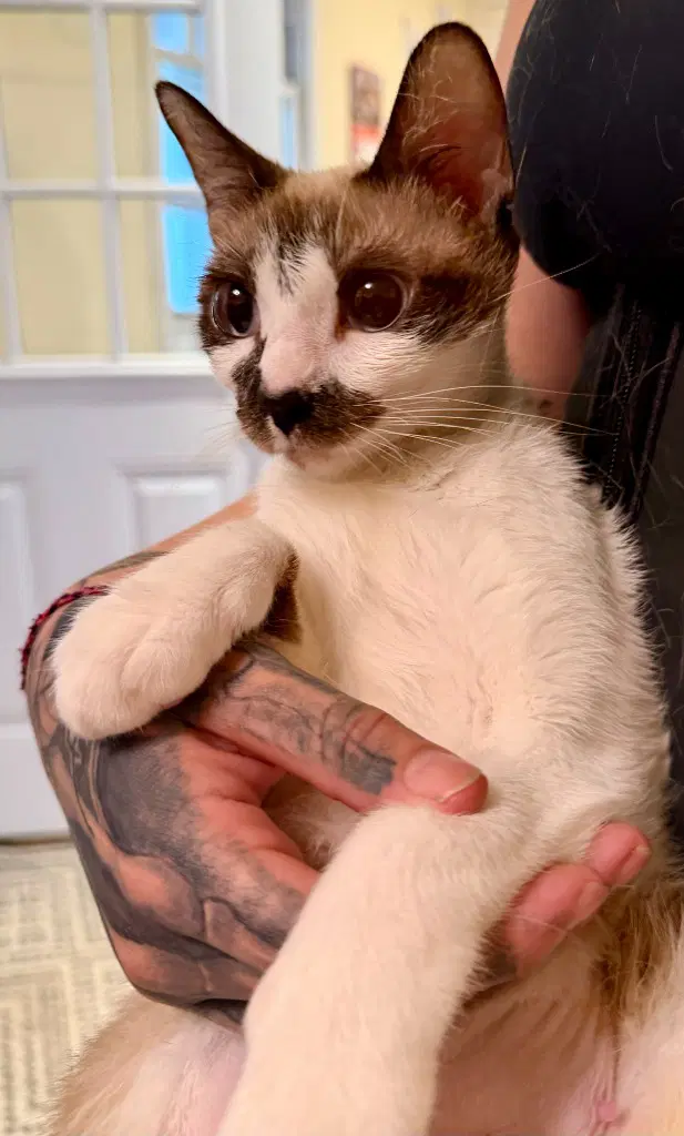 Cecil - Siamese