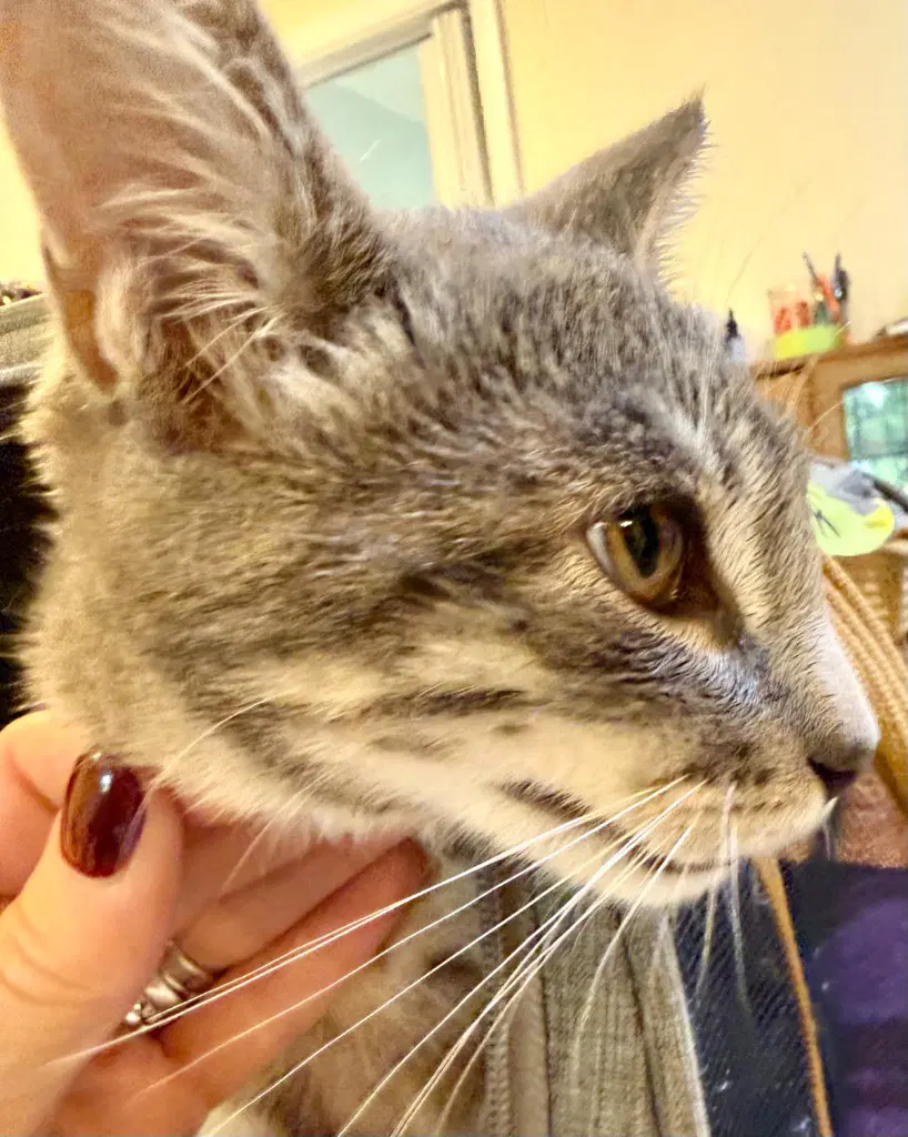 Mar - Domestic Short Hair