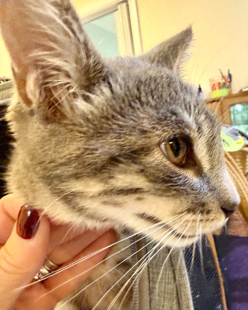 Mar, a male kitten up for adoption