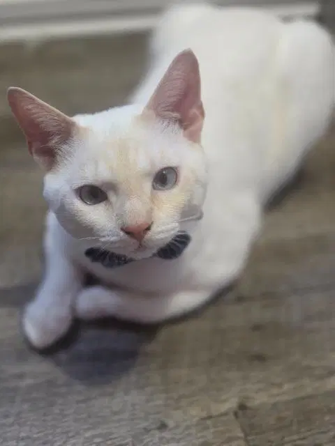 Snowball - Siamese