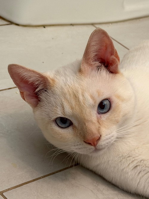 Snowball, a cat for adoption from Siamese Oriental Snowshoe Cat Rescue and Rehoming